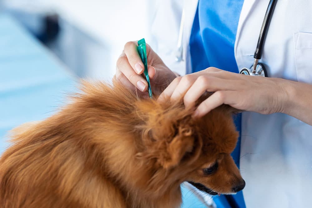 Veterinarian inspecting dog’s fur for ticks and parasites