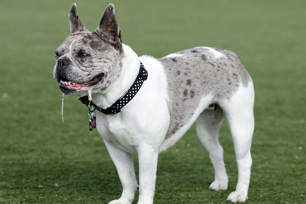 A full-body side shot of a merle and white French Bulldog standing on a green grass lawn, wearing a black polka dot collar, with thick strands of saliva drooling heavily from its jowls.