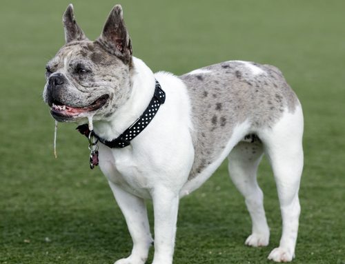Are Red Gums and Heavy Drool Signs of Heat Stroke in Your Pet?