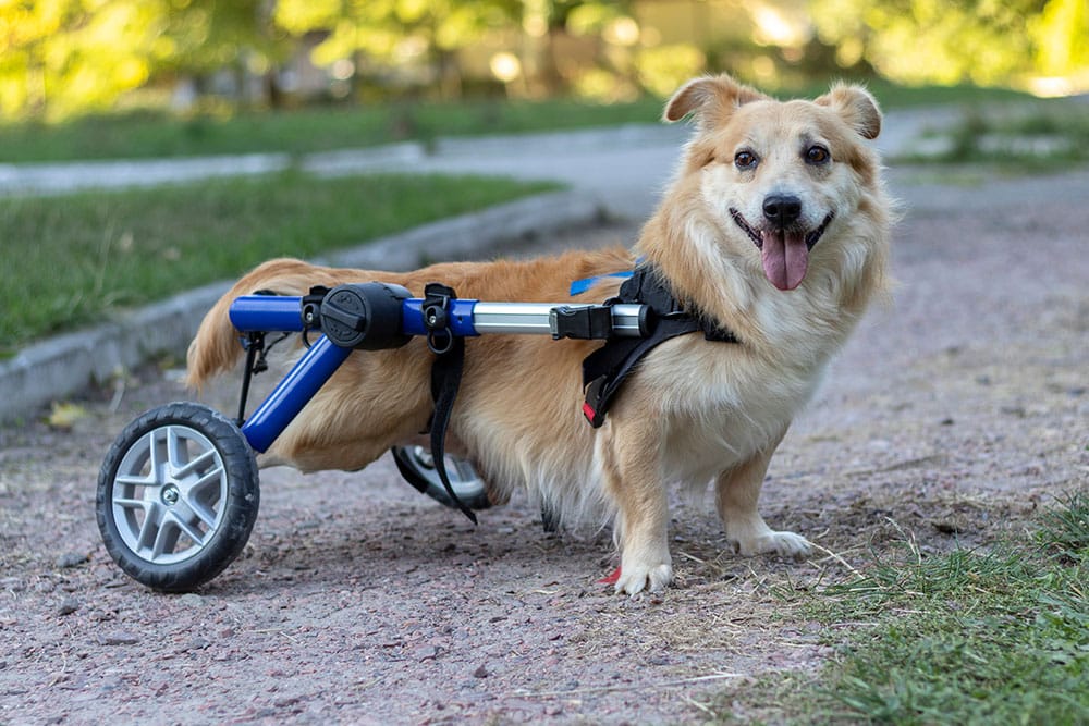 Happy dog in wheelchair enjoying outdoor walk with mobility support.