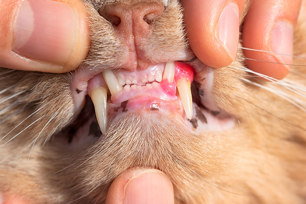 A macro close-up shot showing human fingers gently lifting the lips of an orange cat to reveal its open mouth, highlighting severe red, swollen, and inflamed gums around the upper and lower canine teeth, indicating gingivitis or dental disease.
