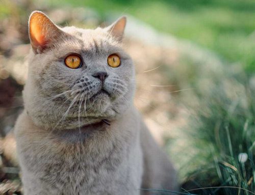 What Does It Mean When Your Dog or Cat Has Enlarged Lymph Nodes?
