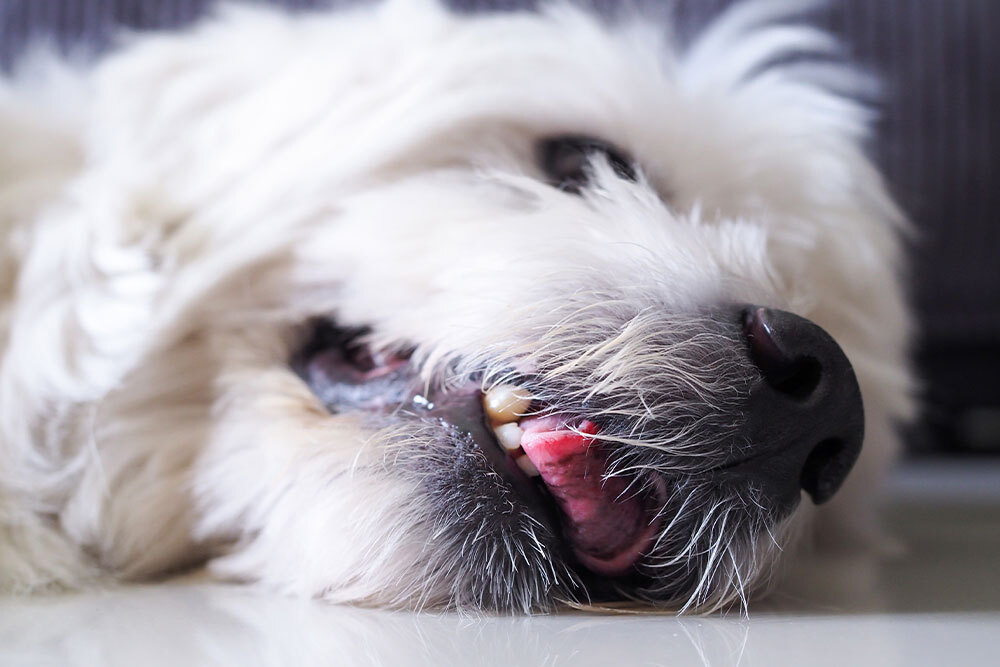 A macro, close-up shot focusing on the muzzle of a fluffy white dog lying down on its side, with its mouth slightly open revealing its pink tongue and teeth.