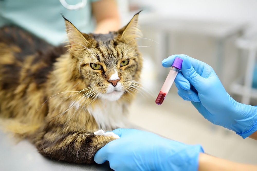 Cat blood test performed during veterinary health examination