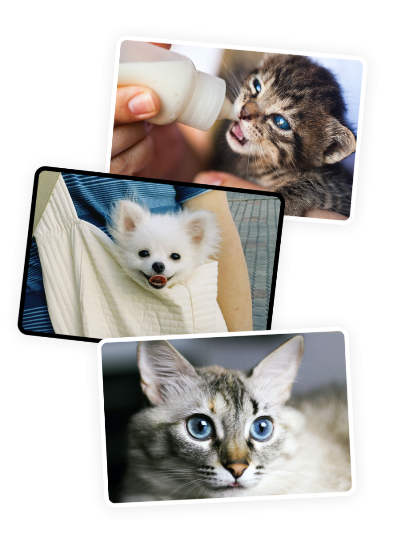 Veterinarian in West Caldwell Vets Near Me The Gentle Vet