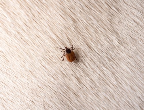 Tick Talk: Protecting Your Dog From Lyme Disease