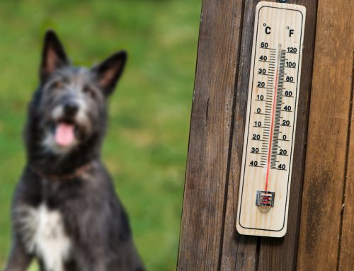 A Recipe for Pet Heat Safety