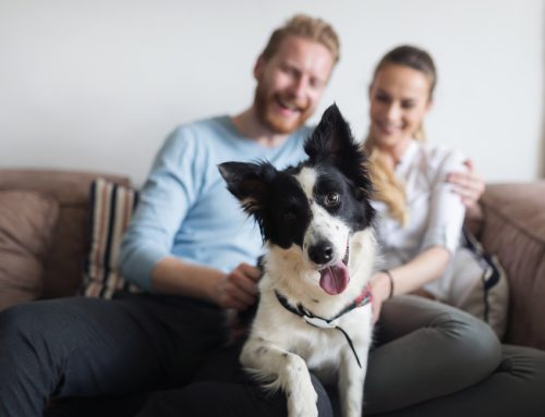 6 Questions to Ask Yourself Before Bringing Home a New Pet