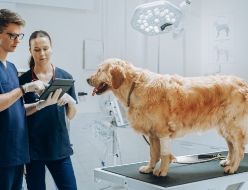 Unveiling the Potential: Can Genetic Screening Revolutionize Your Pet’s Care?