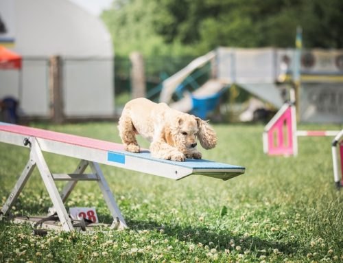 Competitive Canine Sports