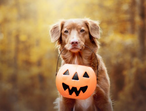 Ensuring a Safe Halloween for Your Pets: Essential Tips from The Gentle Vet