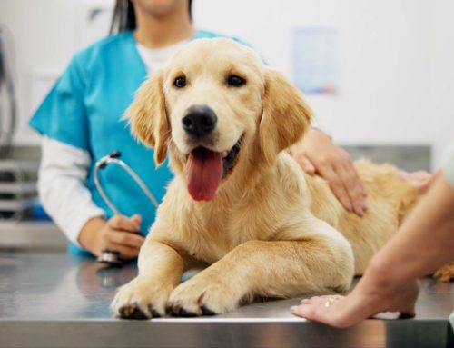 [Extra]Ordinary: How Routine Wellness Care Saves Pet Lives