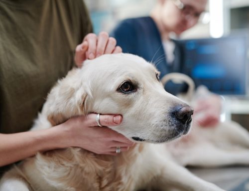 Comprehensive Guide to Recognizing Cancer Signs in Pets