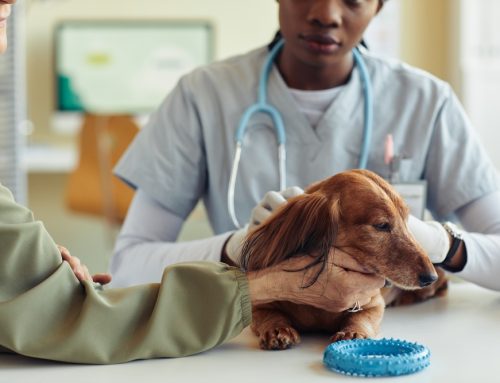 Why Annual Check-ups Matter: Protecting Your Pet Through Preventive Wellness Care