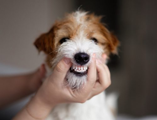 The Hidden Dangers of Skipping Dental Care for Dogs and Cats