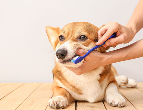 Dental X-Rays: What They Reveal About Your Pet’s Health