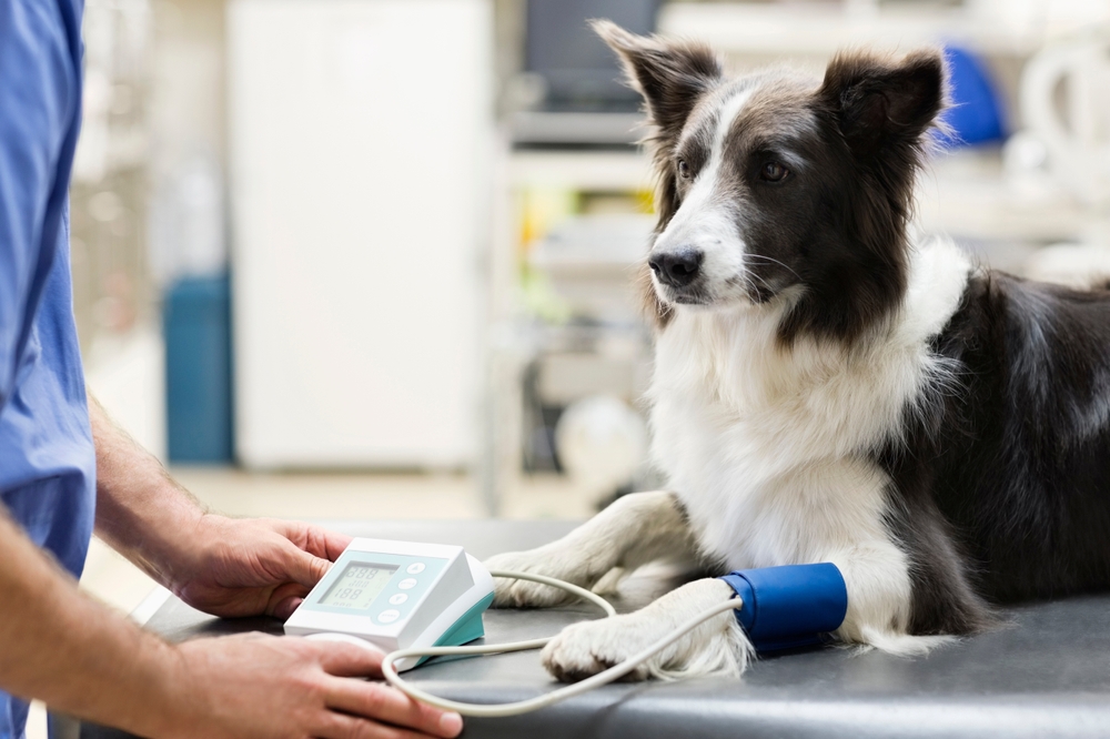 Veterinarian performing wellness checkup on small white dog.