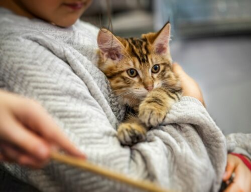 Senior Screening: Blood Pressure, Thyroid, and X-Rays