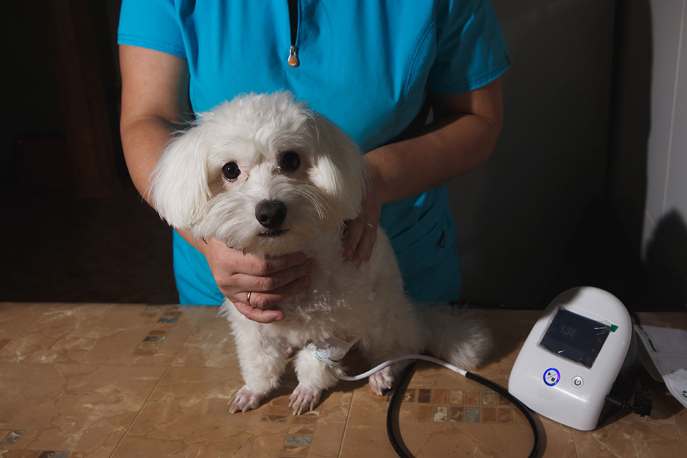 Veterinarian performing wellness checkup on small white dog.