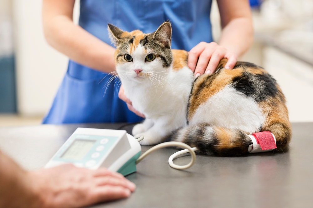 A calico cat at a veterinary clinic being examined while connected to a monitoring device, with a veterinarian gently holding it on a table.