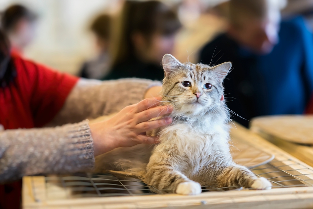 A person gently pets a fluffy, light-colored cat sitting on a wooden examination table during a clinic visit.