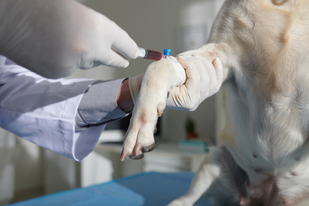 A veterinarian in white gloves uses a syringe to draw a blood sample from a dog's front leg.