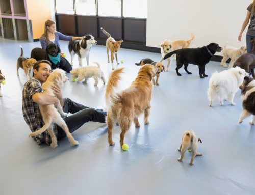 Dog Daycare: What to Ask, Vaccine Requirements, and Safety
