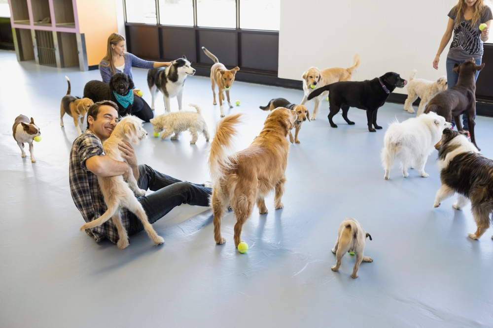 Dogs at a daycare playing together.