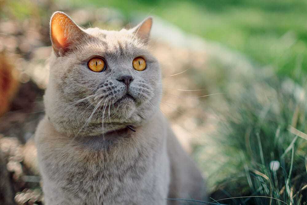 A close-up shot of a lilac or grey British Shorthair cat with striking copper-orange eyes, looking upward attentively while sitting in a sunny outdoor garden with green grass.