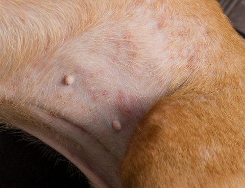 What Happens at the Vet When Your Pet Has an Allergic Reaction?